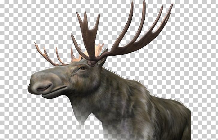 Moose PNG, Clipart, Moose Free PNG Download