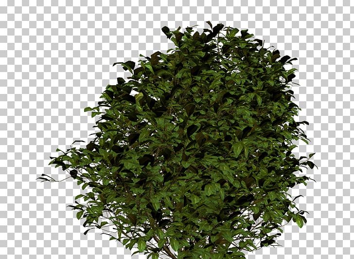 Painting Shrub Portable Network Graphics Flower Ryegrass PNG, Clipart, Branch, Evergreen, Evergreen Marine Corp, Flower, Grass Free PNG Download