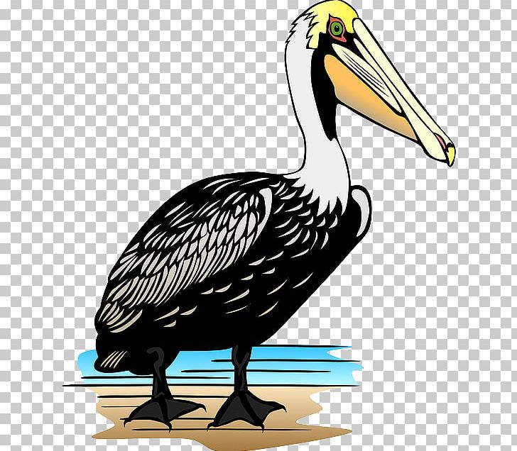 Pelican PNG, Clipart, Beak, Bird, Cartoon, Cartoon Milk Pail, Download Free PNG Download