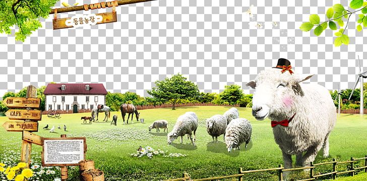 Sheep Cattle Farm Animal Husbandry Ranch PNG, Clipart, Animals, Aquaculture, Black Sheep, Dairy Cattle, Farm Free PNG Download