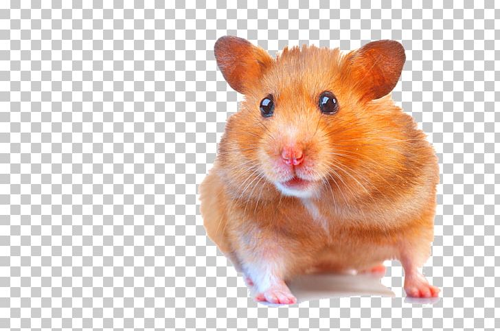 Gerbil Hamster Fancy Mouse Dog PNG, Clipart, Depositphotos, Dog, Fancy Mouse, Gerbil, Hamster Free PNG Download