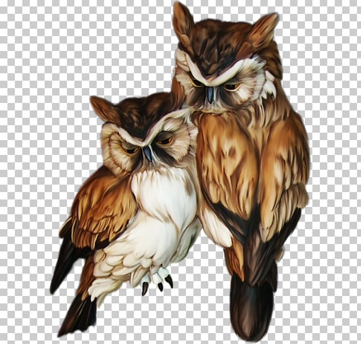 Owl Bird Animal Symbol PNG, Clipart, Animal, Animals, Athene, Beak, Bird Free PNG Download
