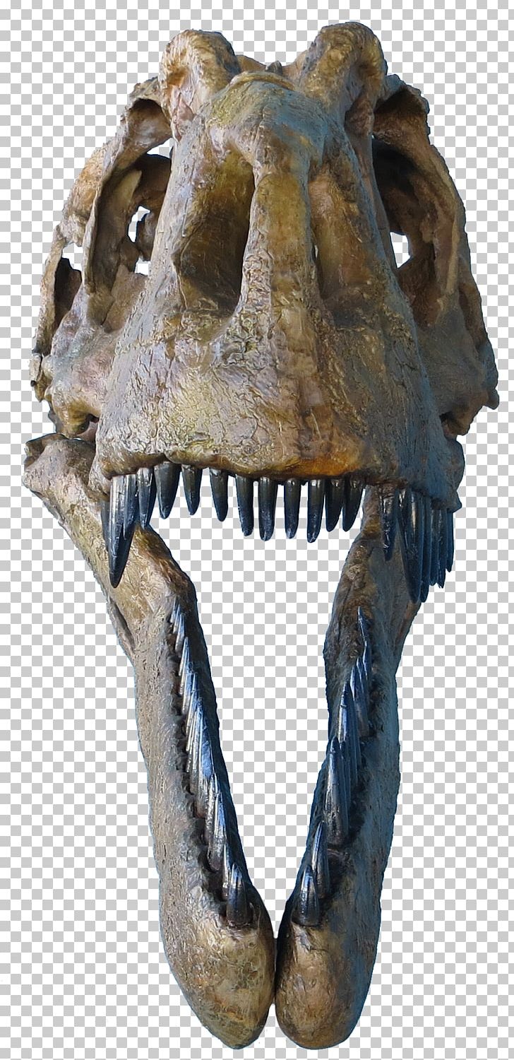 Tyrannosaurus Daspletosaurus Judith River Formation Albertosaurus PNG, Clipart, Albertosaurus, Bone, Brachiosaurus, Ceratops, Daspletosaurus Free PNG Download
