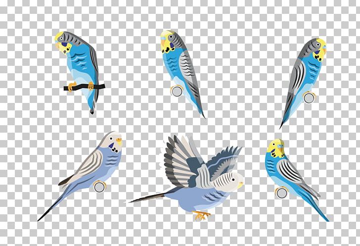 Budgerigar Parrot Bird PNG, Clipart, Animal, Animals, Balloon Cartoon, Beak, Birds Free PNG Download