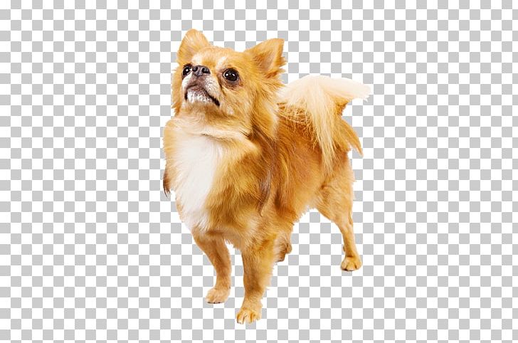 Chihuahua Shih Tzu Great Pyrenees Labrador Retriever Greyhound PNG, Clipart, American Kennel Club, Animals, Breed, Carnivoran, Chihuahua Free PNG Download