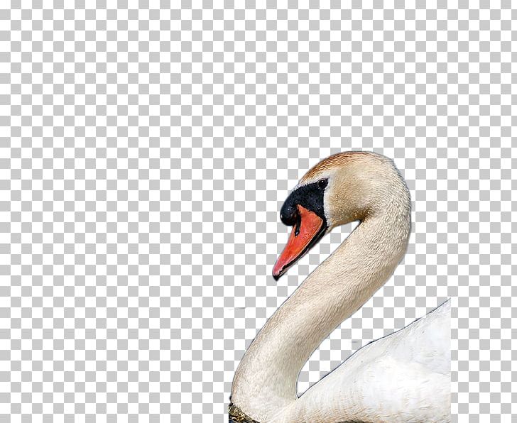 Cygnini Icon PNG, Clipart, Adobe Illustrator, Animals, Beak, Bird, Curved Free PNG Download