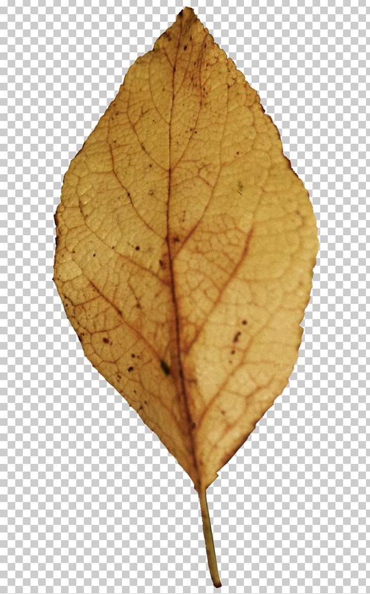 Leaf Tree Evergreen Spondias Purpurea PNG, Clipart, Autumn, Breadfruit, Copyright, Description, Drawing Free PNG Download