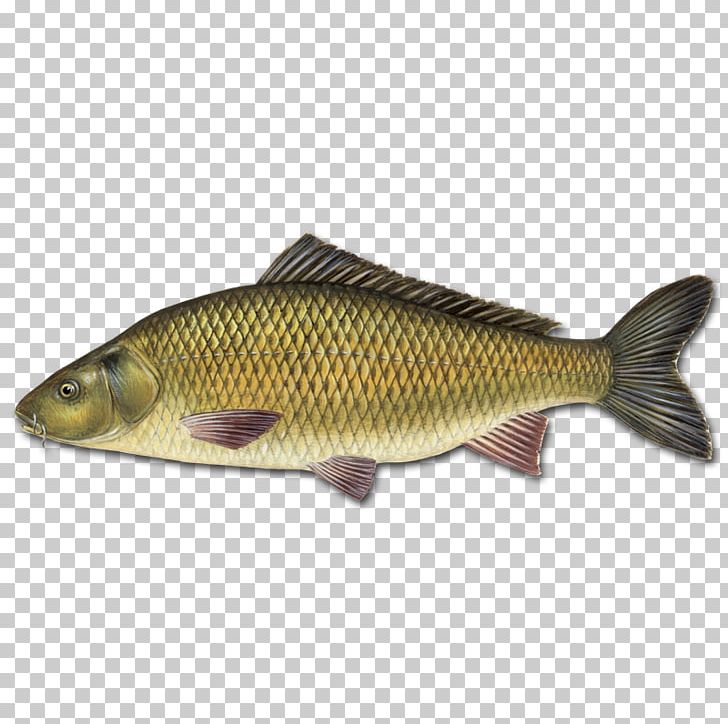 Mirror Carp Koi Goldfish Carp Fishing PNG, Clipart, Barramundi, Bass, Bony Fish, Carp, Carp Fishing Free PNG Download