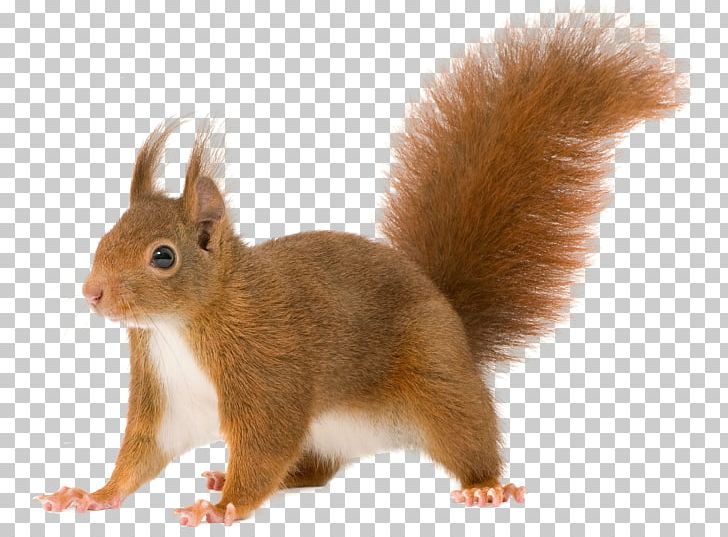 Red Squirrel Rodent Tree Squirrels PNG, Clipart, Chipmunk, Desktop Wallpaper, Drawing, Fauna, Flying Squirrel Free PNG Download