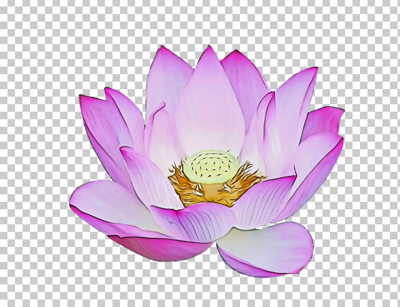 Lotus Flower Summer Flower PNG, Clipart, Cartoon, Flower, Lily, Lotus Flower, Plants Free PNG Download