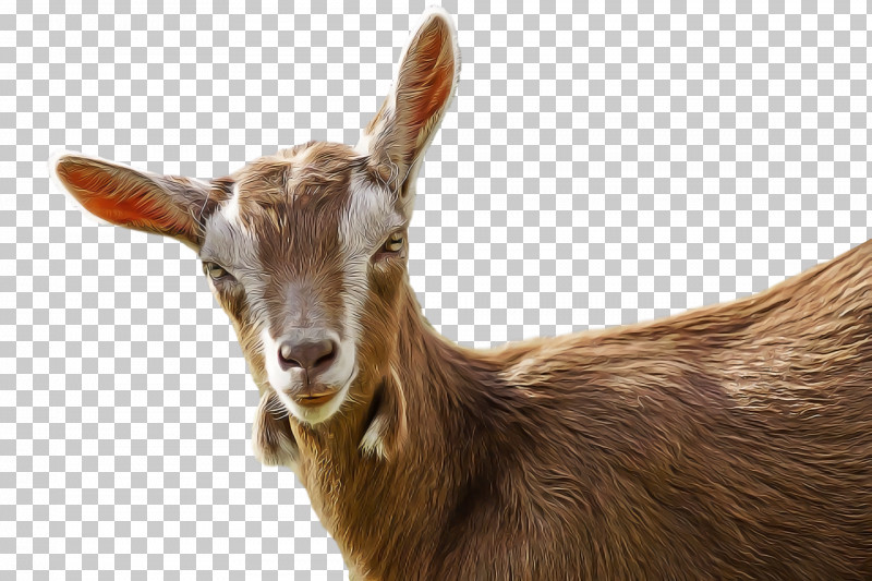 Goat Feral Goat Sheep Drawing Cartoon PNG, Clipart, Caprinae, Cartoon, Drawing, Feral Goat, Goat Free PNG Download
