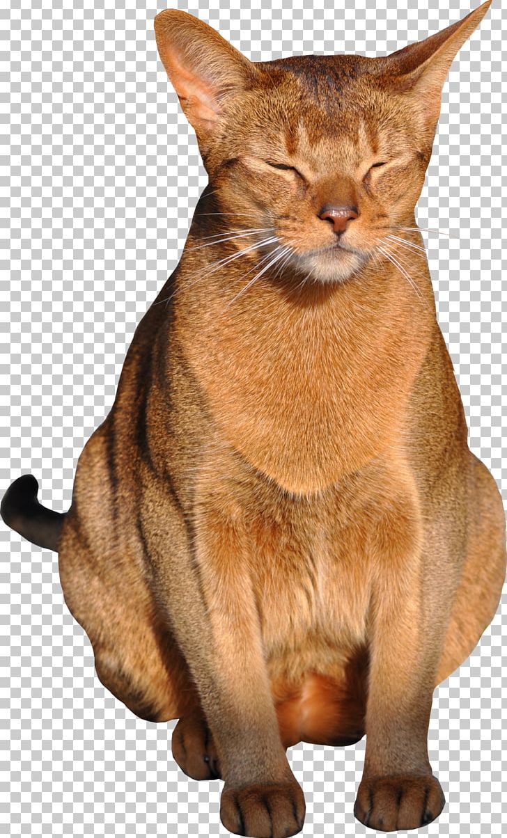 Abyssinian Kitten Tabby Cat PNG, Clipart, Animals, Asian, Black Cat, Burmese, California Spangled Free PNG Download