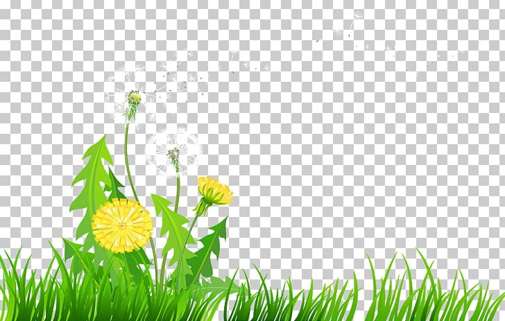 Dandelion Flower PNG, Clipart, Computer Wallpaper, Daisy, Dandelion, Dandelions Cliparts, Flora Free PNG Download