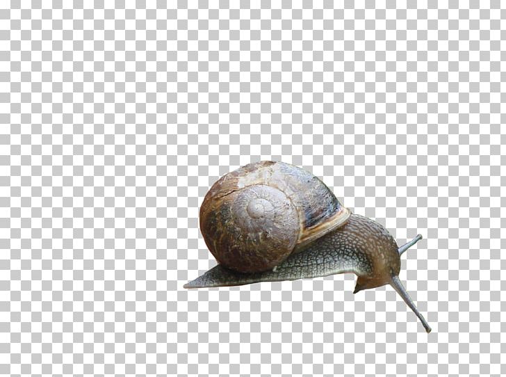 Gastropods Snail Escargot PNG, Clipart, Animals, Art, Deviantart, Escargot, Gastropods Free PNG Download