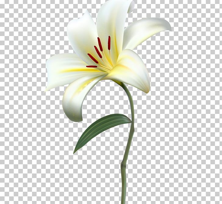 Lily Flower Portable Network Graphics PNG, Clipart, Cut Flowers, Flower, Flowering Plant, Lily, Lily Family Free PNG Download
