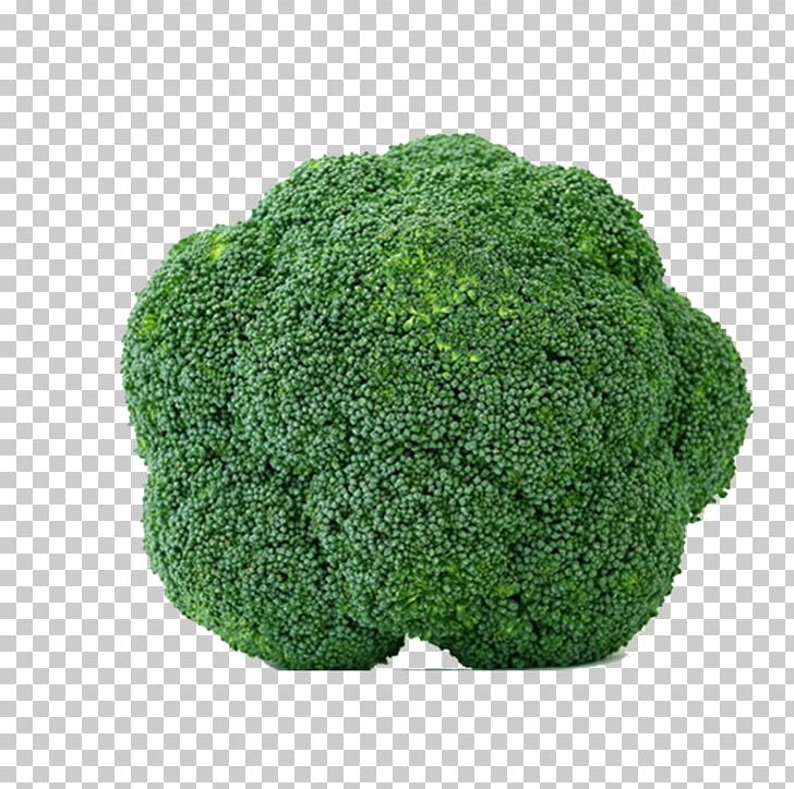 Organic Food Leaf Vegetable Broccoli PNG, Clipart, Broccoli 0 0 3, Broccoli Art, Broccoli Dog, Broccolini, Broccoli Sketch Free PNG Download