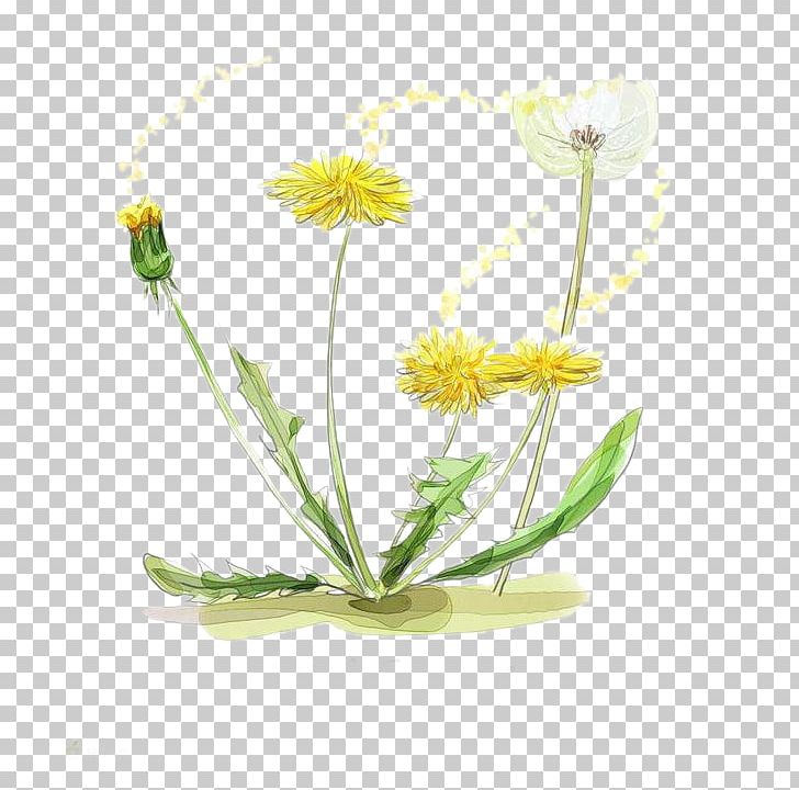 Watercolor Painting Drawing Illustration PNG, Clipart, Cosmetics, Daisy, Daisy Family, Dandelion, Decorative Free PNG Download