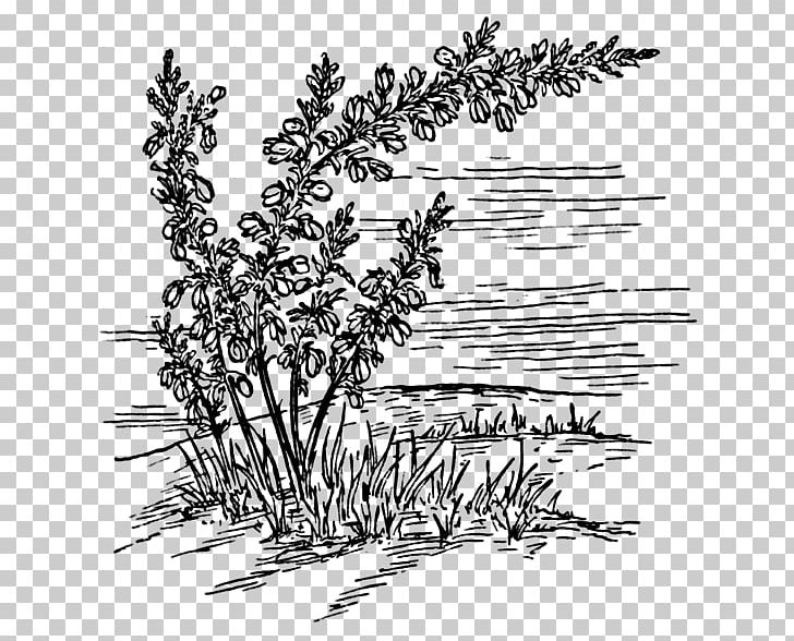 Calluna PNG, Clipart, Ausmalbild, Black And White, Blomstereng, Botany, Branch Free PNG Download