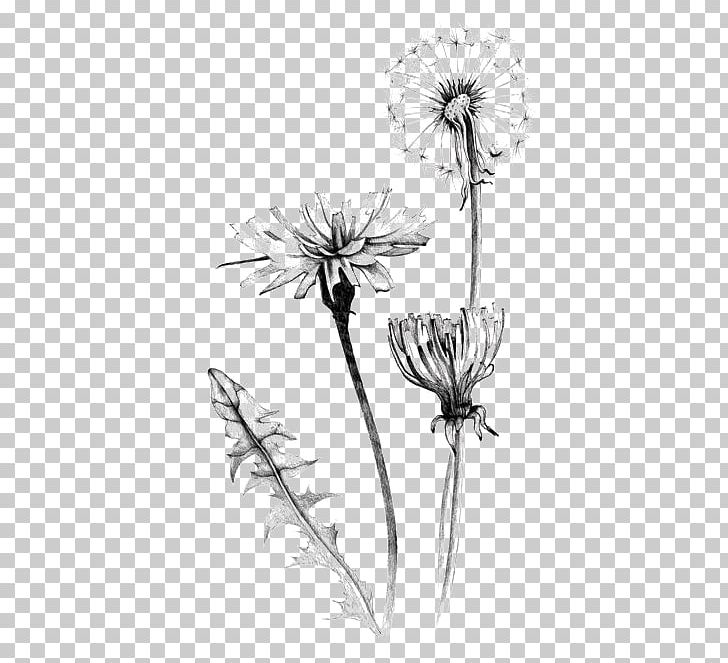 Common Dandelion Drawing Botanical Illustration Art Illustration PNG, Clipart, Black, Black And White, Black Dandelion, Dandelion Flower, Dandelion Seeds Free PNG Download