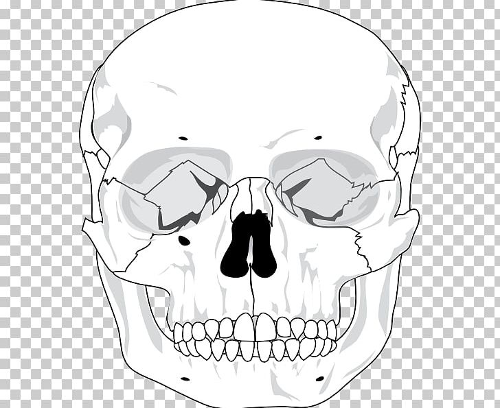 Skull Graphics Human Skeleton PNG, Clipart, Area, Artwork, Black And White, Bone, Drawing Free PNG Download