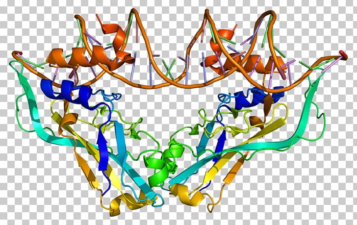 TBX2 TBX3 T-box Protein Transcription Factor PNG, Clipart, Area, Body Jewelry, Brachyury, Branch, Dna Free PNG Download