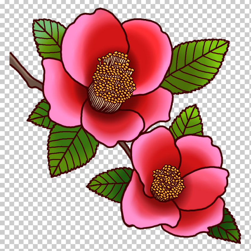Cut Flowers Petal Camellia Flower PNG, Clipart, Camellia, Cut Flowers, Flower, Petal Free PNG Download