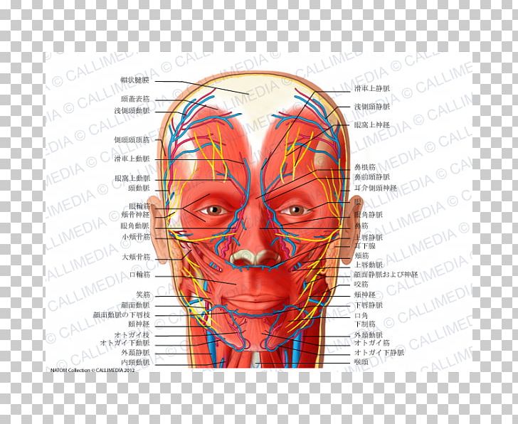 Anatomy Angular Artery Head Neck PNG, Clipart, Anatomy, Angular Artery, Arm, Artery, Blood Vessel Free PNG Download
