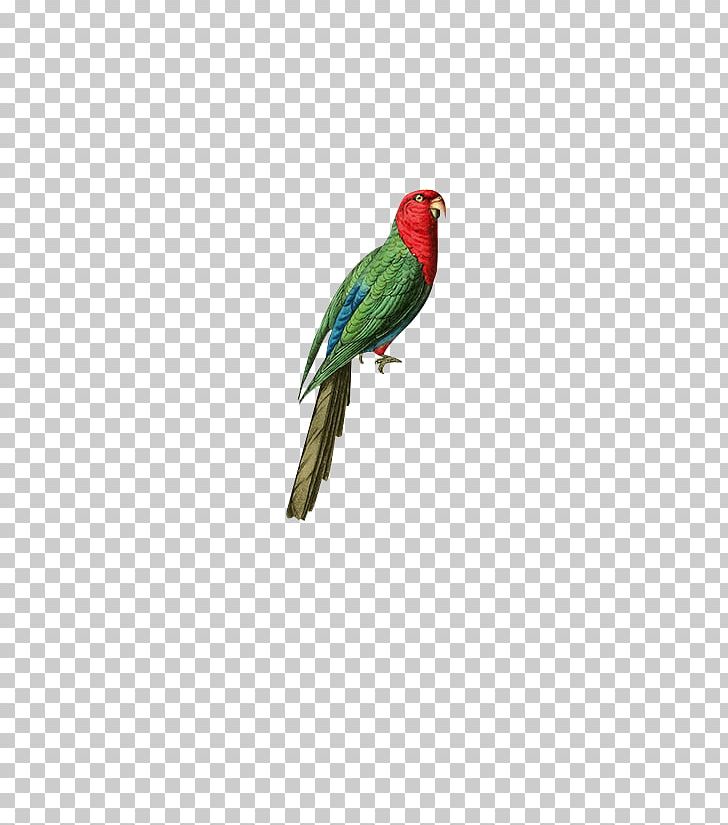 Australian King Parrot Bird PNG, Clipart, Animal, Animals, Bir, Botany, Common Pet Parakeet Free PNG Download