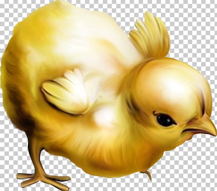 Chicken Easter PNG, Clipart, Animals, Art, Beak, Bird, Chick Free PNG Download