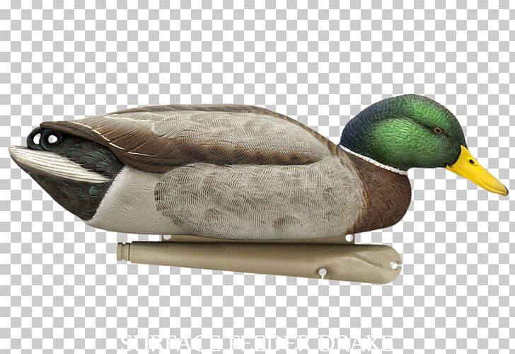 Mallard Duck Decoy Goose PNG, Clipart, American Black Duck, Anatidae, Animals, Anseriformes, Beak Free PNG Download