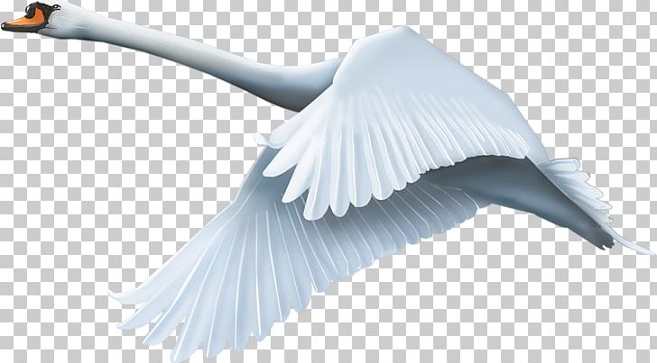 Swan PNG, Clipart, Swan Free PNG Download