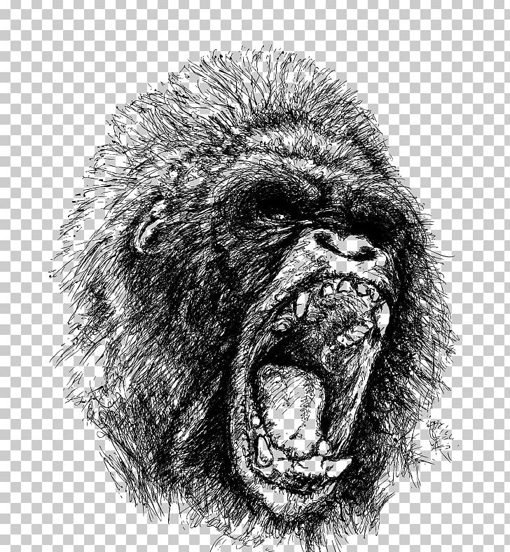 Western Gorilla Ape Drawing Orangutan PNG, Clipart, Anger, Animals, Black, Great Ape, Happy Birthday Vector Images Free PNG Download