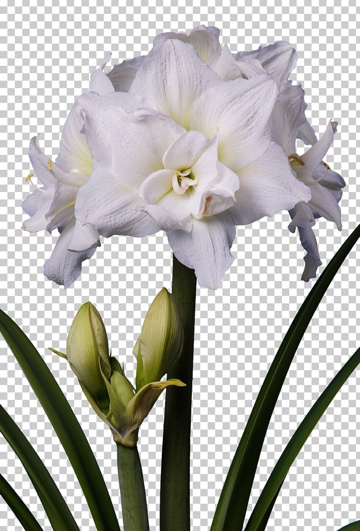 Amaryllis Flower White Plant Stem Bulb PNG, Clipart, Amaryllis, Amaryllis Belladonna, Amaryllis Family, Bulb, Color Free PNG Download