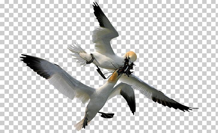 Gannets Bird Beak Feather PNG, Clipart, Animals, Anime, Beak, Bird, Blog Free PNG Download