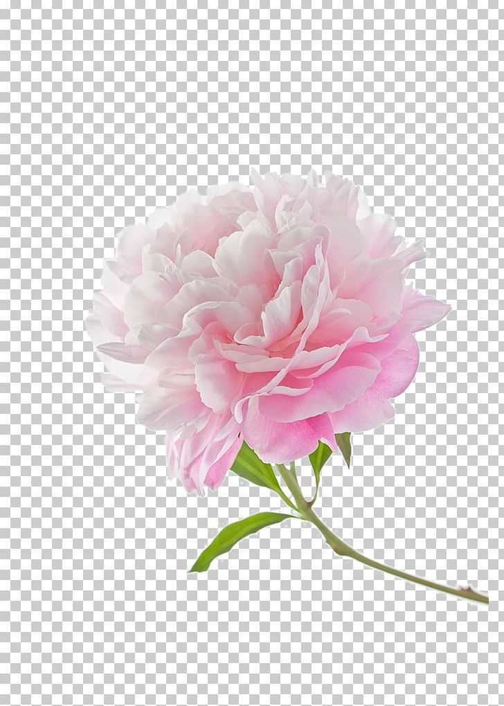 Moutan Peony PNG, Clipart, Artificial Flower, Cut Flowers, Designer, Download, Encapsulated Postscript Free PNG Download