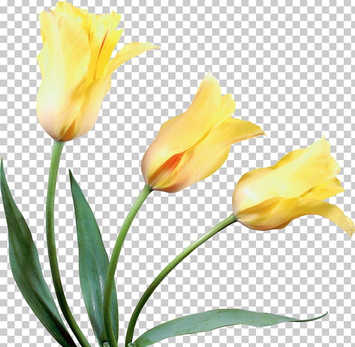 Tulip Cut Flowers Yellow PNG, Clipart, Bud, Color, Cut Flowers, Floristry, Flower Free PNG Download