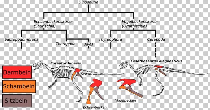 Bird Ornithischian Dinosaurs Saurischia Dilophosaurus Pelvis PNG, Clipart, Angle, Animal, Animals, Area, Becks Free PNG Download