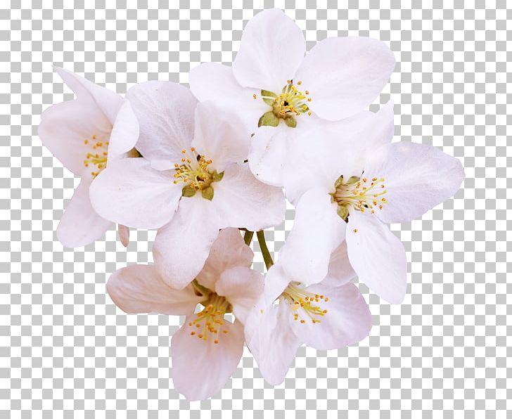 Computer Graphics PNG, Clipart, Blossom, Branch, Cherry Blossom, Computer Graphics, Coreldraw Free PNG Download
