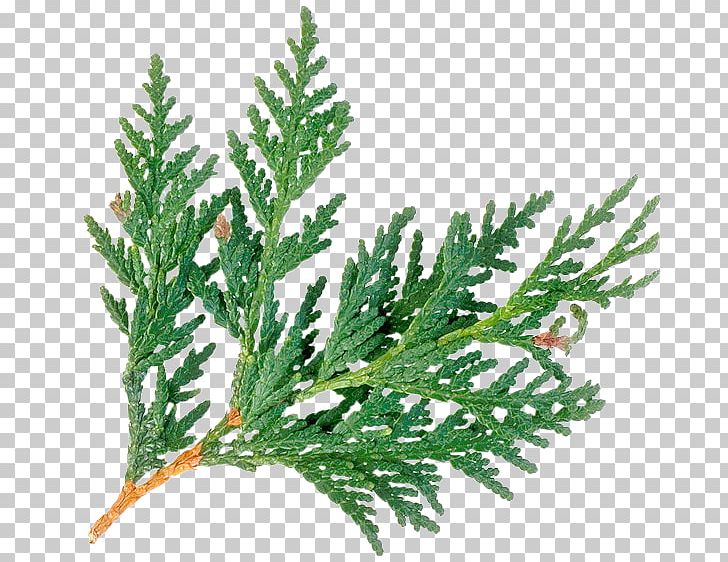 Plant Arborvitae Evergreen Cedar Wood PNG, Clipart, Arborvitae, Branch, Cedar, Cedar Oil, Cedar Wood Free PNG Download