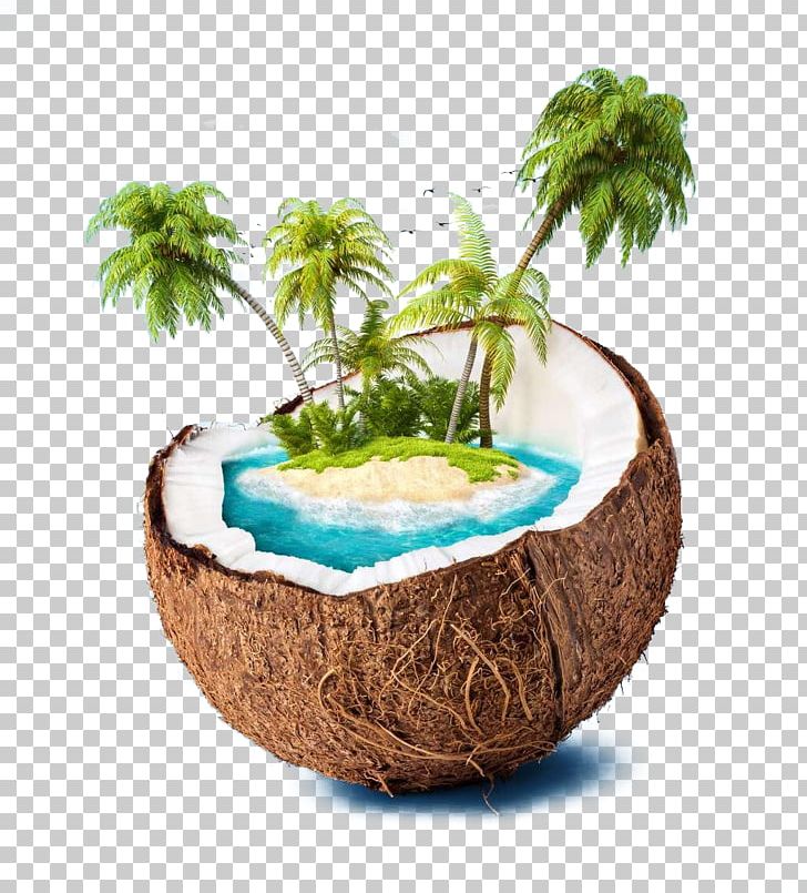 Coconut Island Coconut Water High-definition Television PNG, Clipart, 1080p, Arecaceae, Beach, Coco, Coconut Free PNG Download