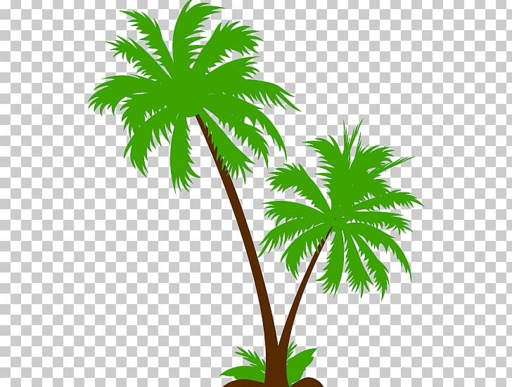 Drawing Arecaceae Tree PNG, Clipart, Arecaceae, Arecales, Borassus Flabellifer, Branch, Cooperative Free PNG Download
