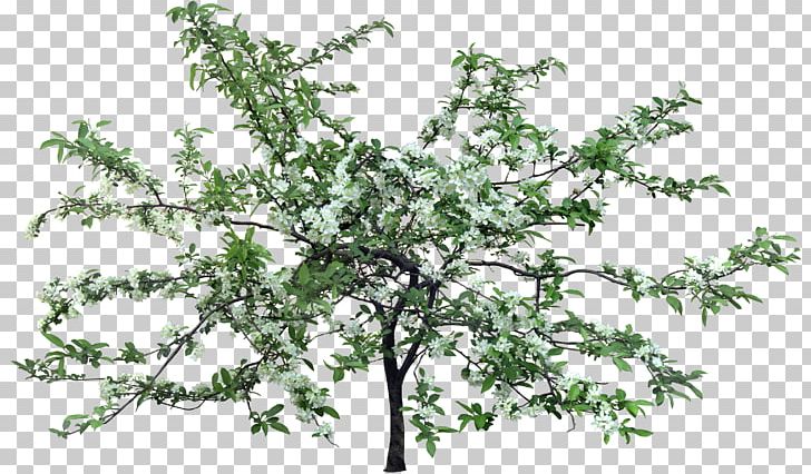 Flower Tree Apples PNG, Clipart, Apples, Archive File, Branch, Bushes, Cerasus Free PNG Download