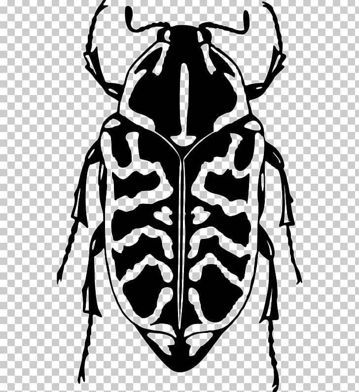 Ladybird Beetle Drawing PNG, Clipart, Animals, Beetle, Beetle Bug, Black And White, Bug Free PNG Download