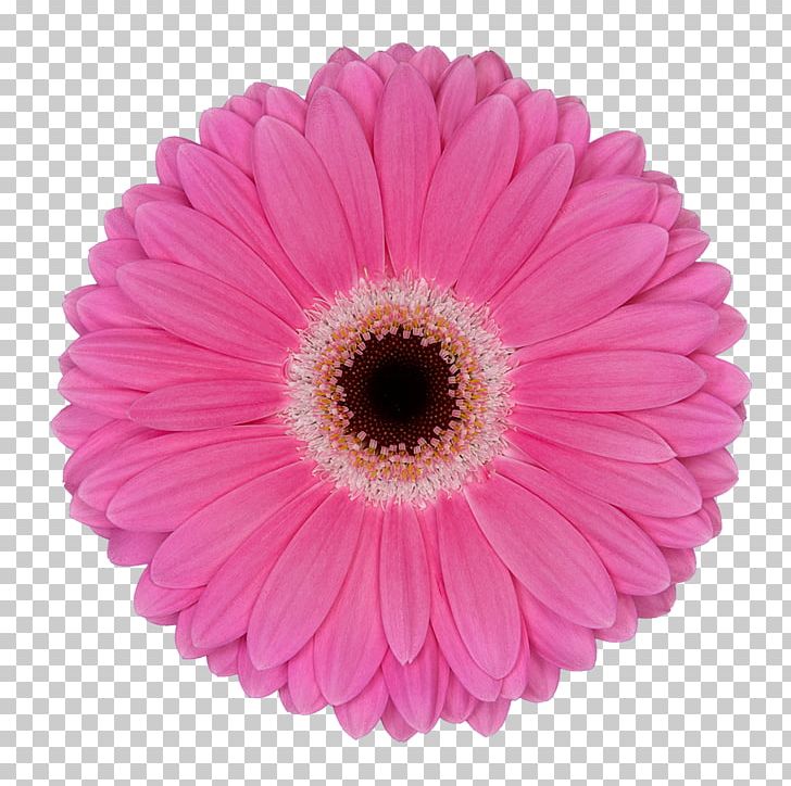 Transvaal Daisy Flower Common Daisy Pink Assortment Strategies PNG, Clipart, Annual Plant, Assortment Strategies, Aster, Color, Common Daisy Free PNG Download