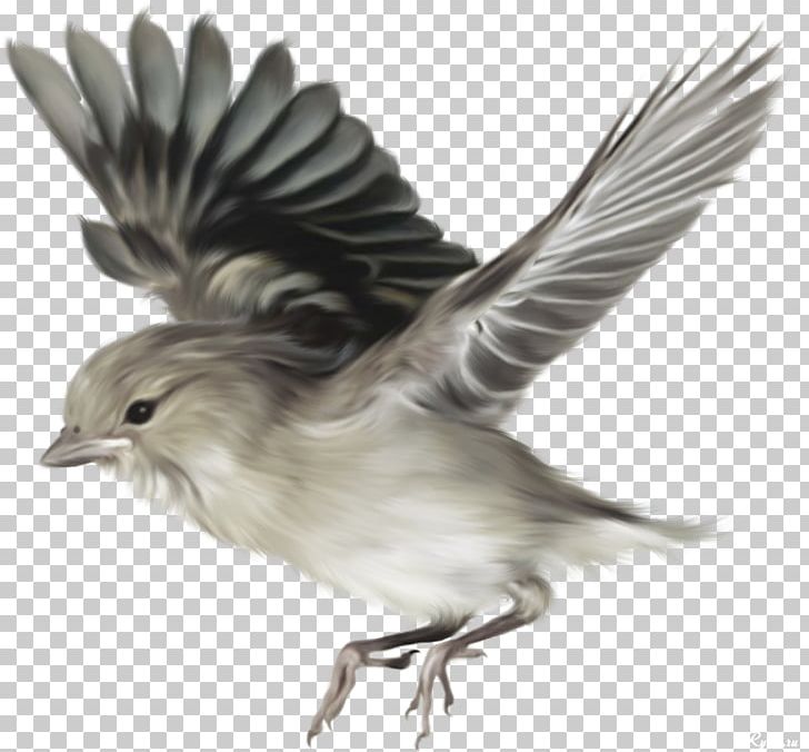Bird PNG, Clipart, Animals, Beak, Bird, Download, Fauna Free PNG Download