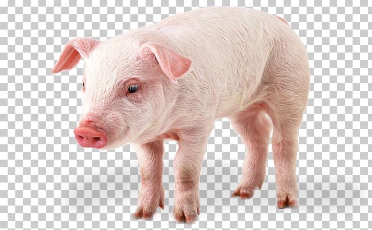 Domestic Pig PNG, Clipart, Animals, Computer Icons, Daddy Pig, Desktop Wallpaper, Display Resolution Free PNG Download
