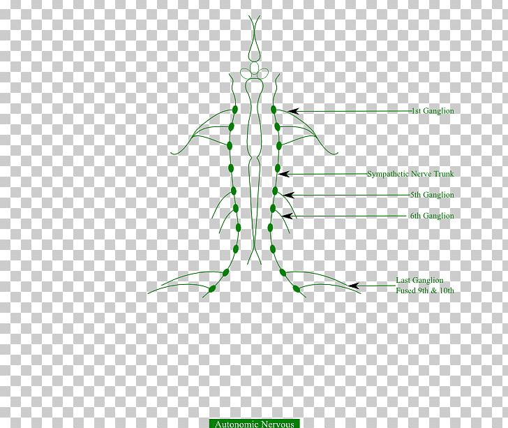 Frog Autonomic Nervous System Muscular System Human Body PNG, Clipart, Angle, Animal, Animals, Autonomic Nervous System, Diagram Free PNG Download