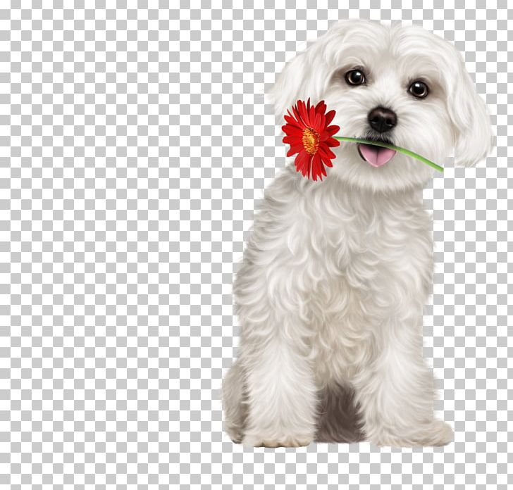 Maltese Dog Puppy Havanese Dog Little Lion Dog Schnoodle PNG, Clipart, Animal, Animals, Bichon, Cari, Carnivoran Free PNG Download