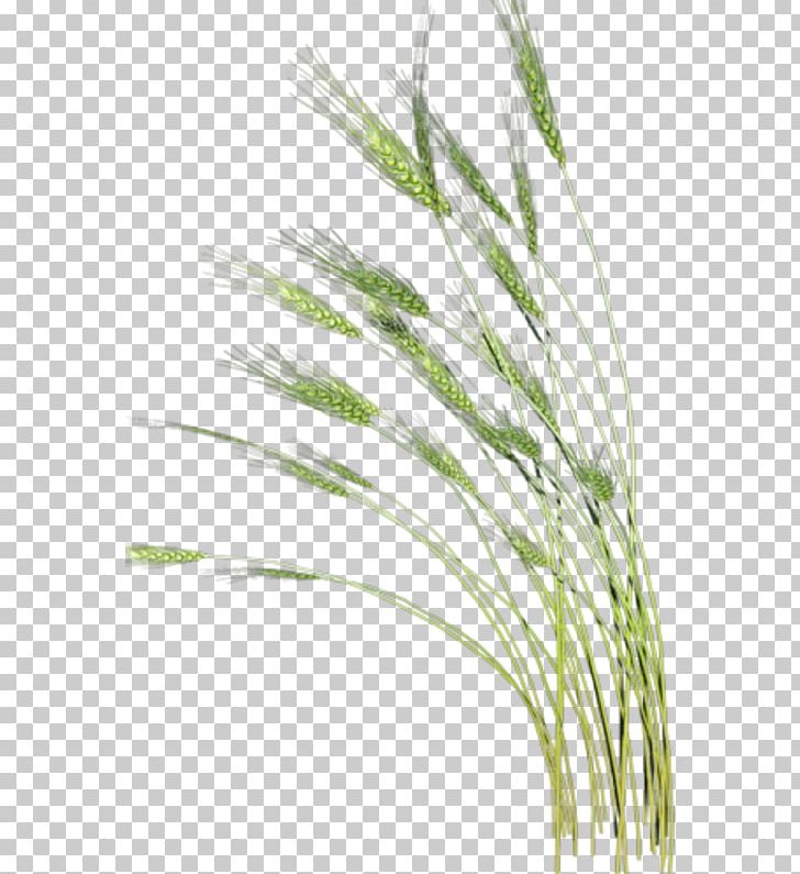 Xiaoman Wheat PNG, Clipart, Bitki Resimleri, Commodity, Computer, Download, Ear Free PNG Download
