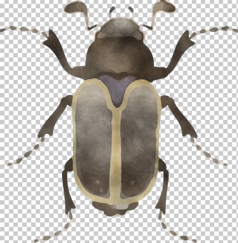 Insect Beetle Stag Beetles Elephant Beetle Weevil PNG, Clipart, Beetle, Blister Beetles, Cetoniidae, Elephant Beetle, Insect Free PNG Download